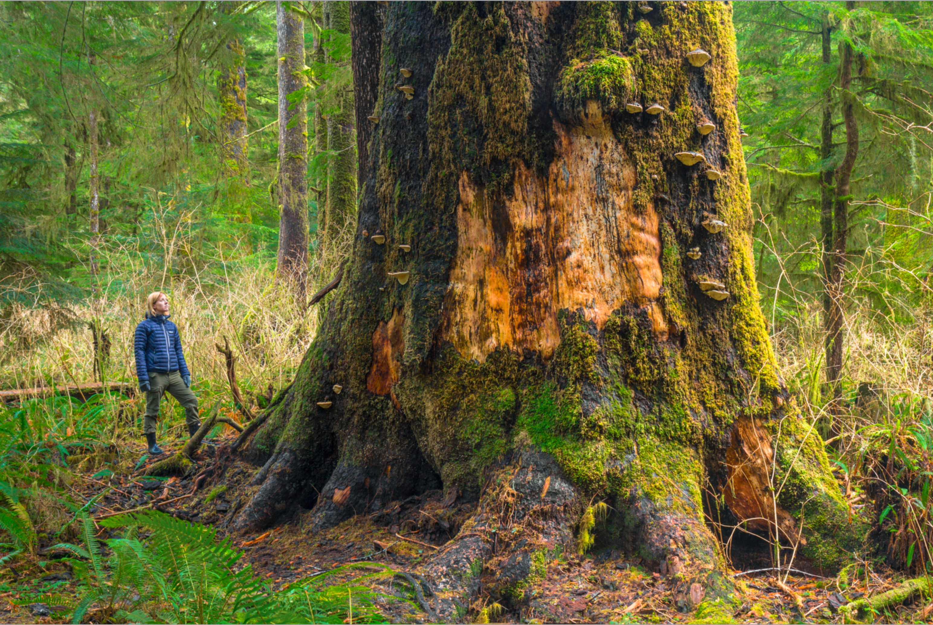 Large old-growth tree trunk with woman in blue jacket looking up at it.